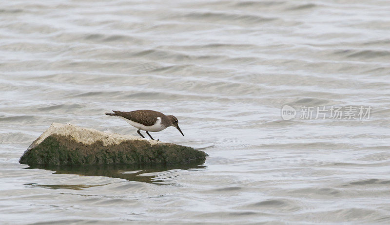 普通鹬(Actitis hypoleucos)